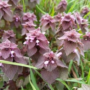 Meet your Posher, Stephen